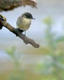 Eastern Phoebe_51748